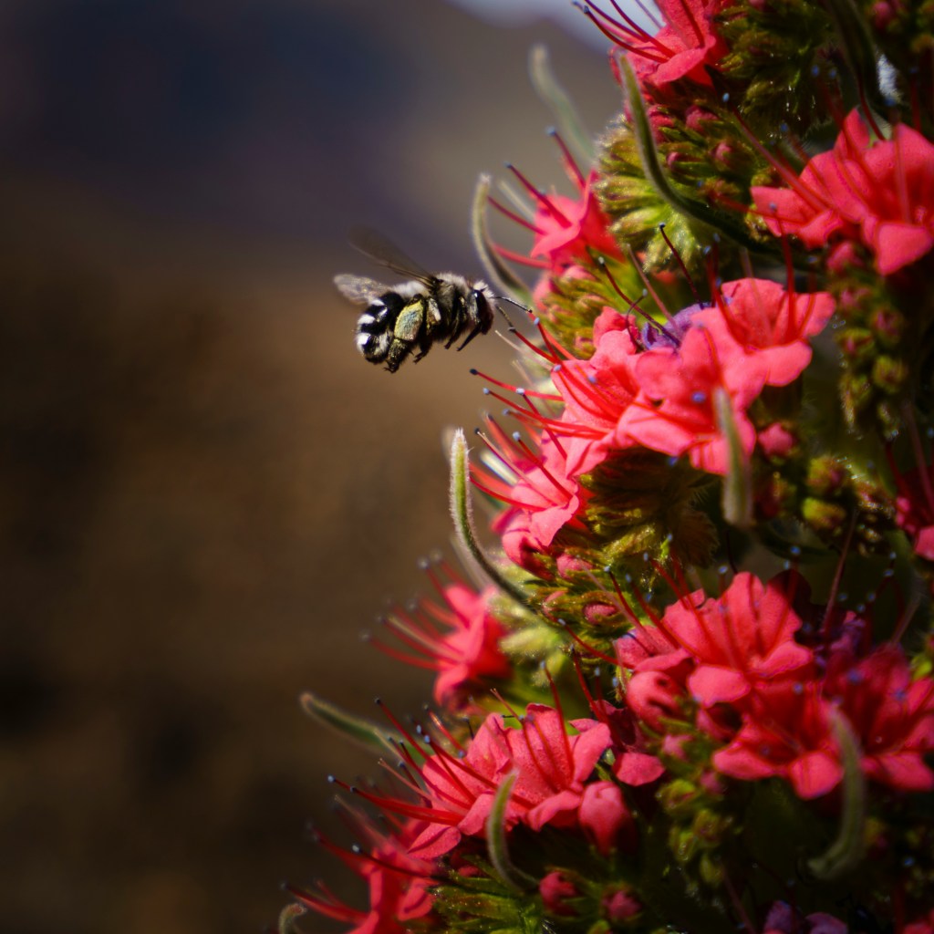 “Brief Lives of Garden Insects” by Frances&nbsp;Gapper