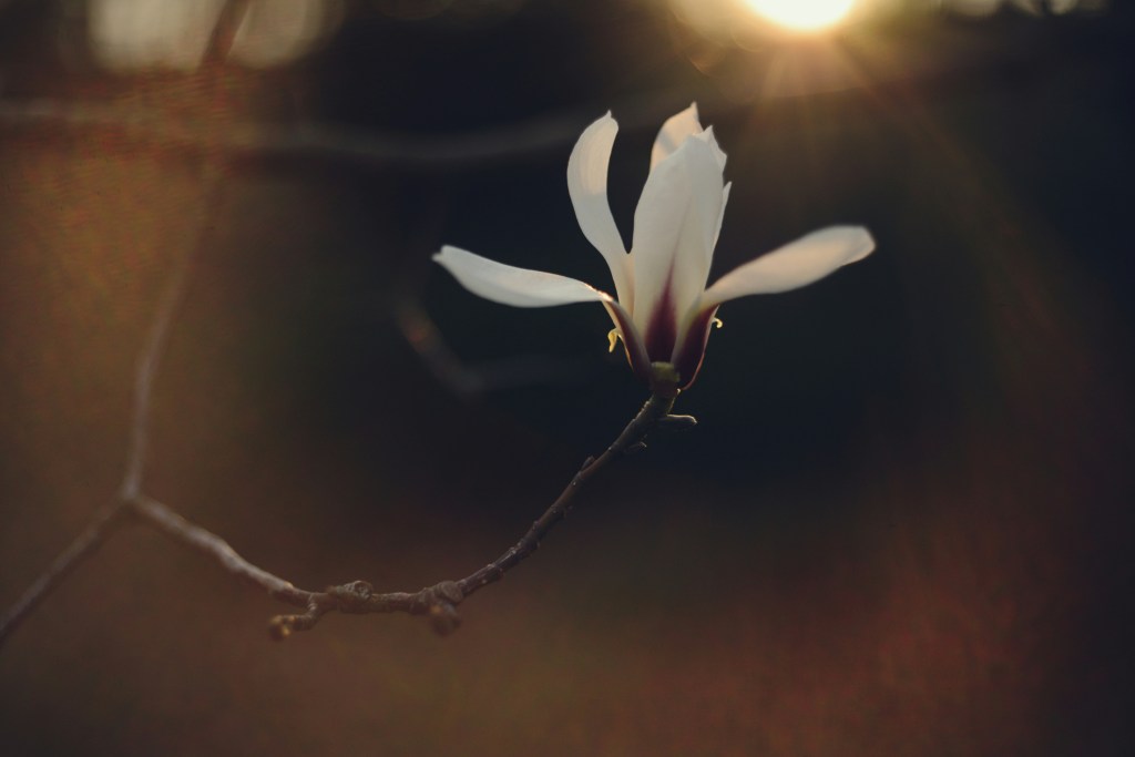 “The Lilacs Even the Purple Ones” by David&nbsp;Guiotto