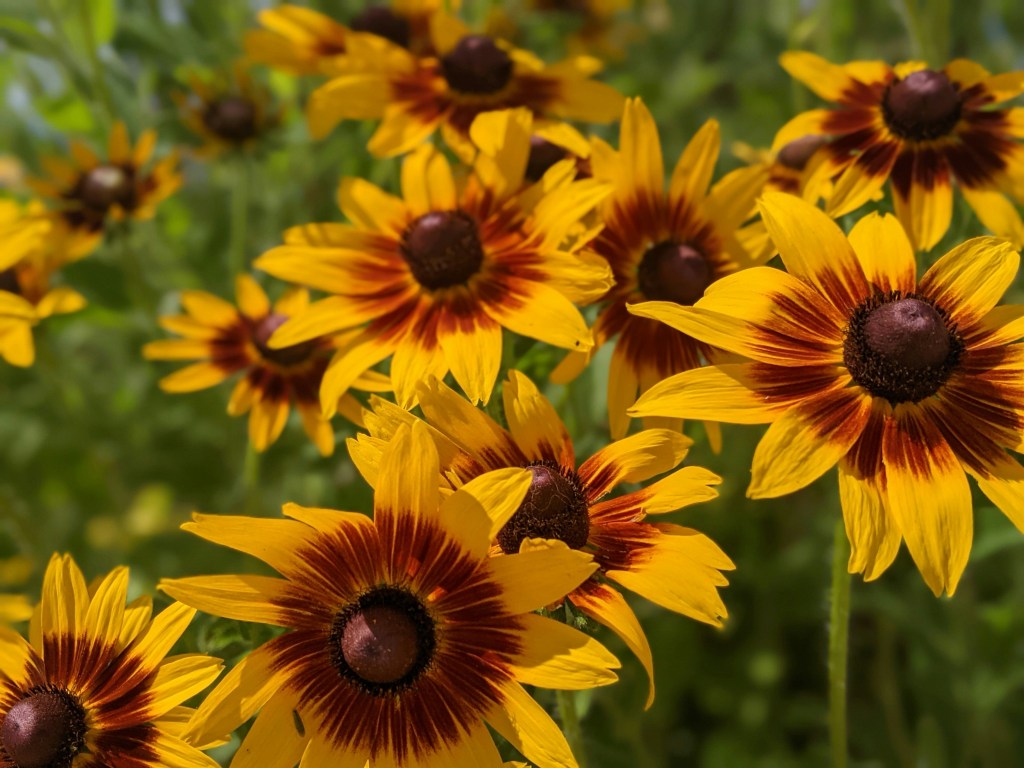 Image is a color photograph of black-eyed Susans; title card for the new flash fiction, "Water Tower Views," by Liz deBeer.