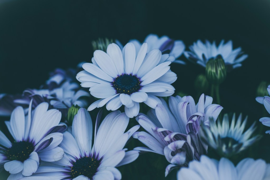 Image is a color photograph of white flowers at night; title card for the new pantoum, "Still Drowning," by Dawn Tasaka Steffler.