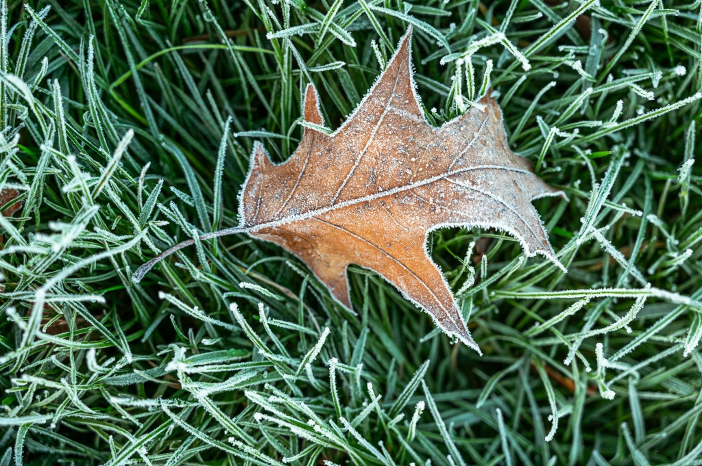Image is a color photograph of a frost-rimmed brown leaf on frost-rimmed green grass; title card for the new flash essay, "Balance Exercises," by Brian McNely.