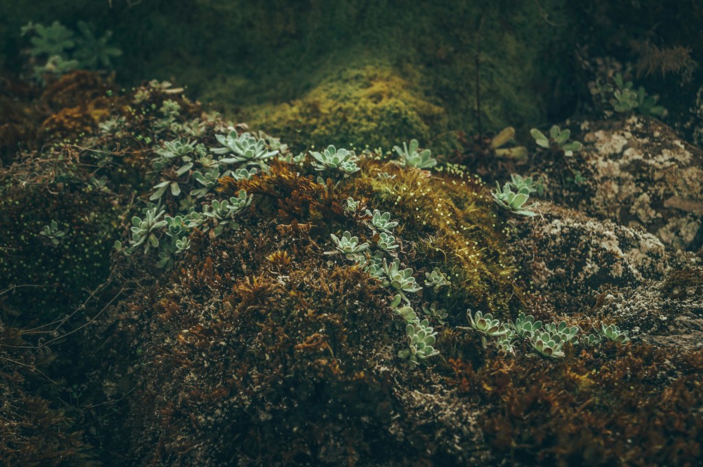 Image is a color photograph of multicolored moss on a forest floor; title card for the new flash fiction, "Chimera," by MJ Huntsgood.