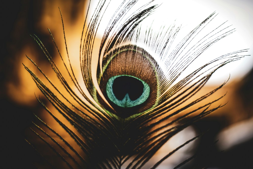 Image is a color photograph of a peacock's tail feather against a muted, sunlit background; title card for the new flash fiction, “Mehmed’s Fever,” by Râna Campbell.